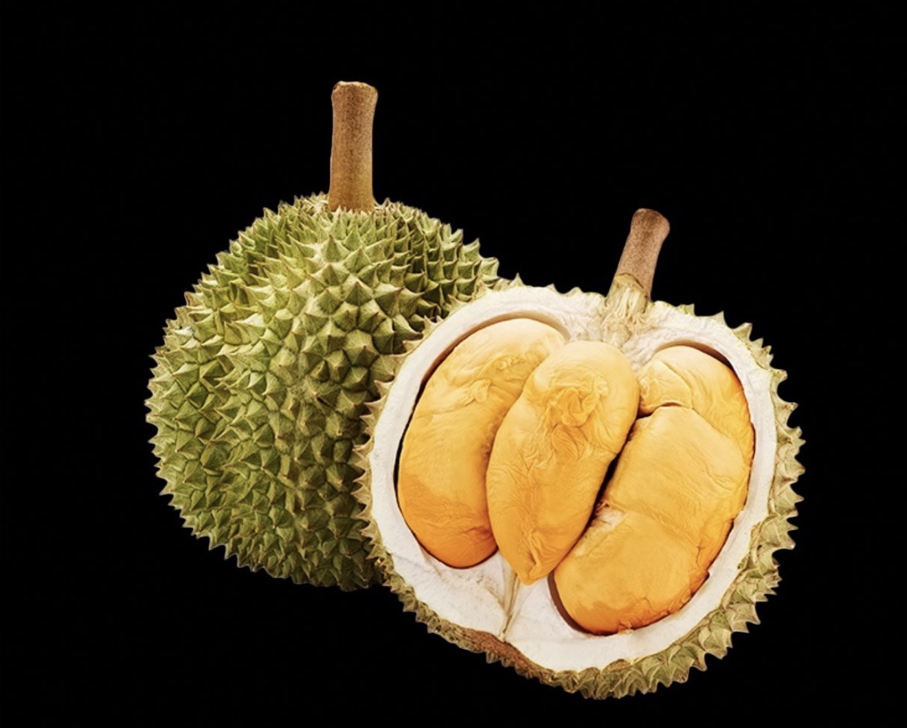 Black Thorn 黑刺榴莲